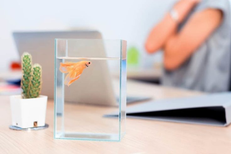 Fighting fish in a bowl. Small pet for relaxing when work in office.