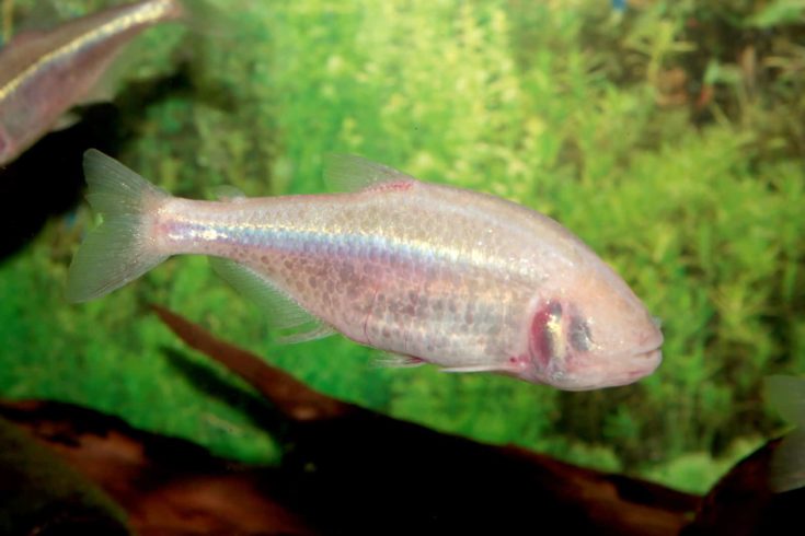 Blind cave mexican tetra aquarium fish