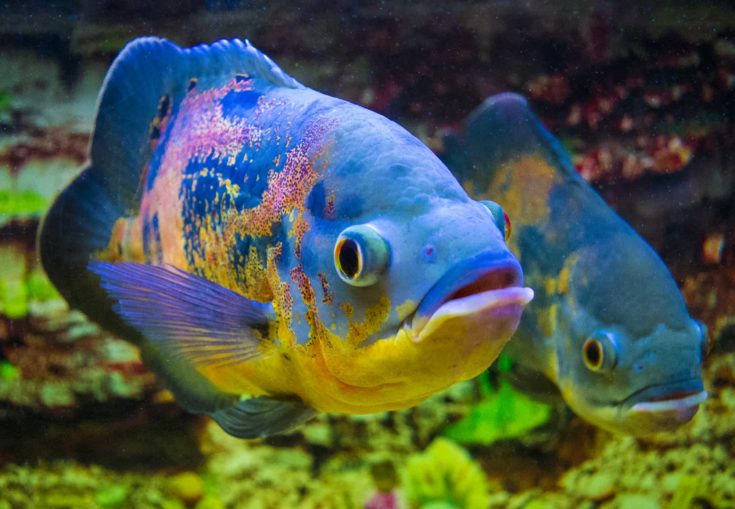 Astronotus ocellatus. Oscar fish (Astronotus ocellatus) swimming underwater