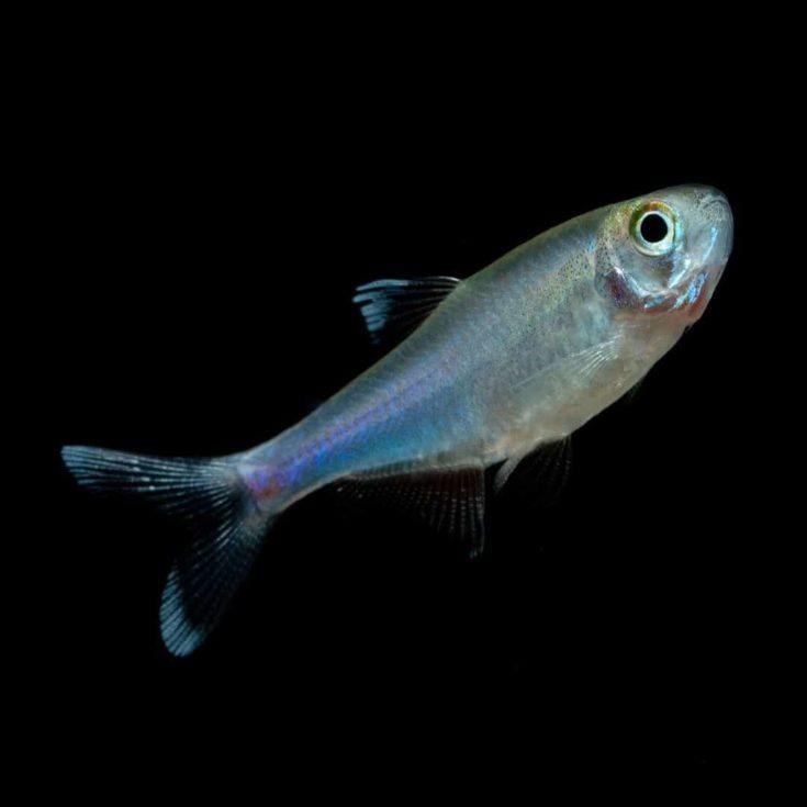 Blue Tetra in a black background.