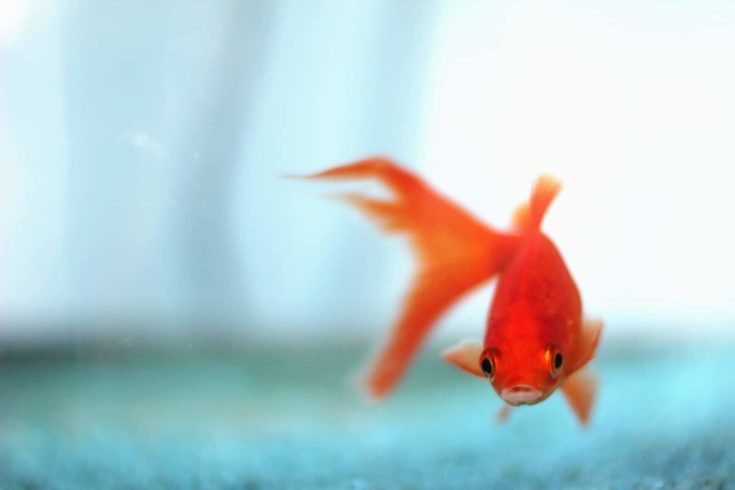 A young orange common goldfish in its tank, with blue gravel.