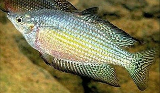 Desert Rainbowfish