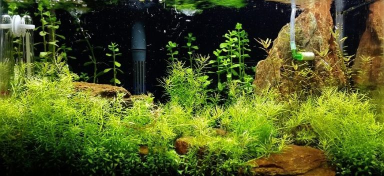 Fish tank with green plants