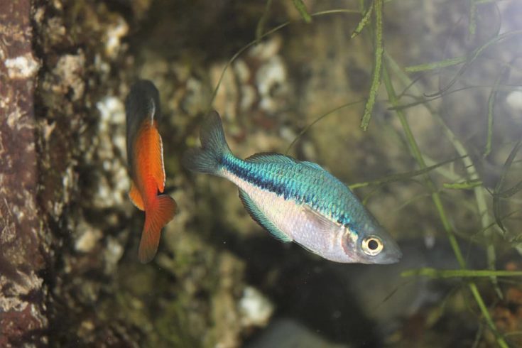 Eastern Rainbowfish