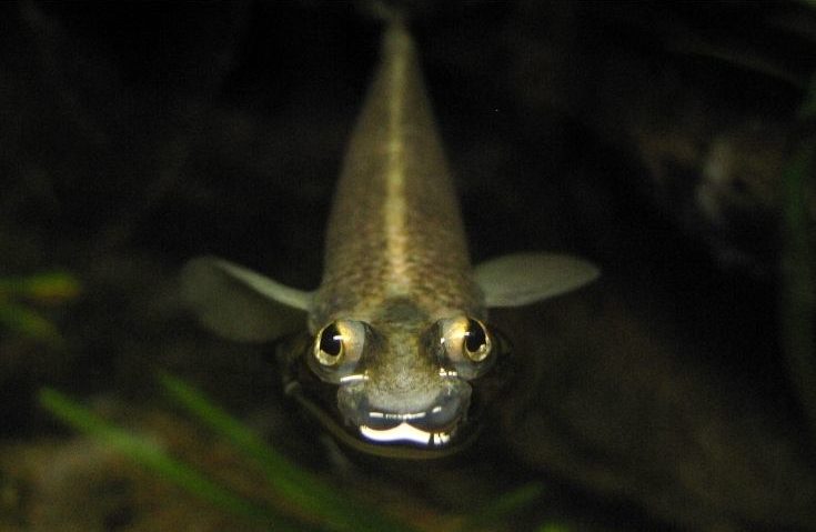 Four-Eyed Fish in dark background