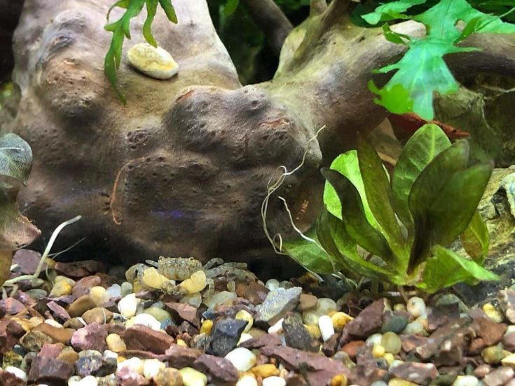Freshwater Pompom Crab
