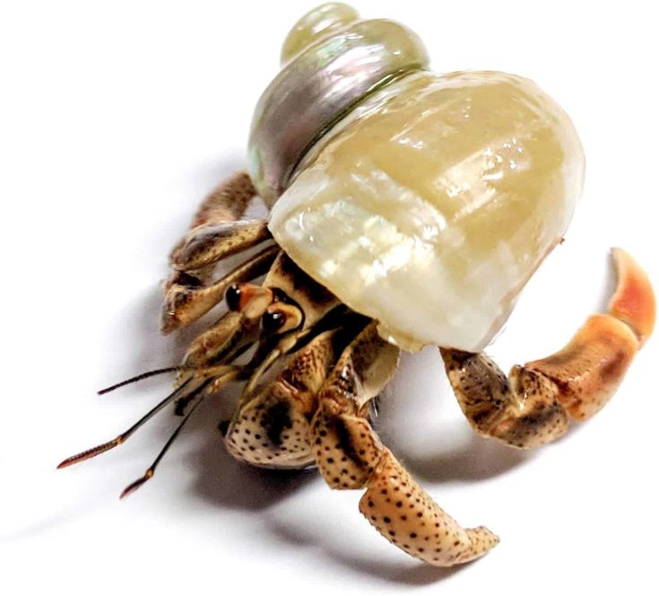 Nature Gift Store 1 Live Pet Hermit Crab
