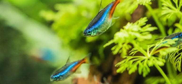 Neon Tetra swimming with green plants