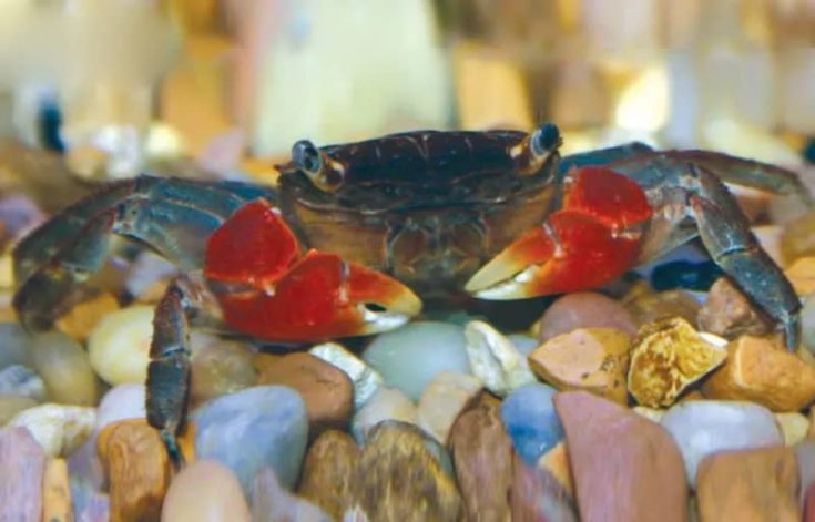 Thai Devil Crab crawling on pebbles