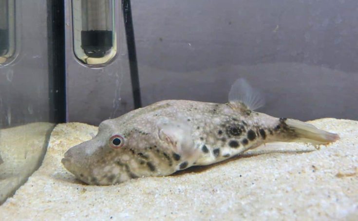 Pig Nose Puffer Fish (Pao Suvattii)