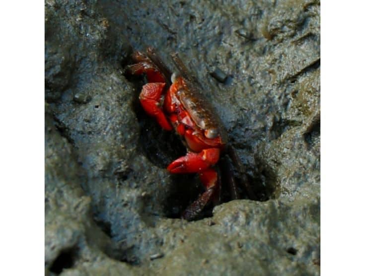 red clawed crab in hole