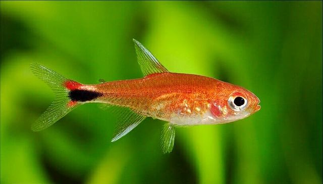 Ruby Tetra in green background