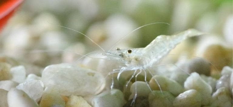 Clear shrimp on the pebbles