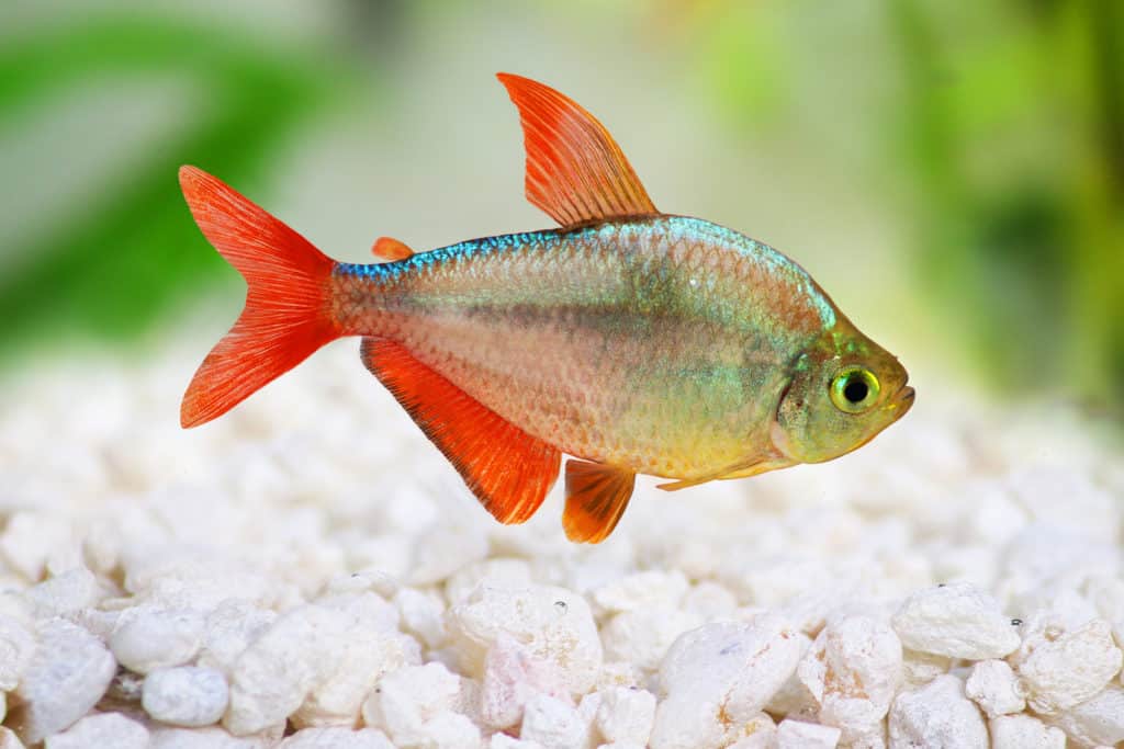 red-blue Columbian Tetra Hyphessobrycon columbianus equadoriensis freshwater aquarium fish