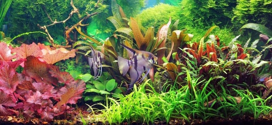 assorted aquarium plants with fish