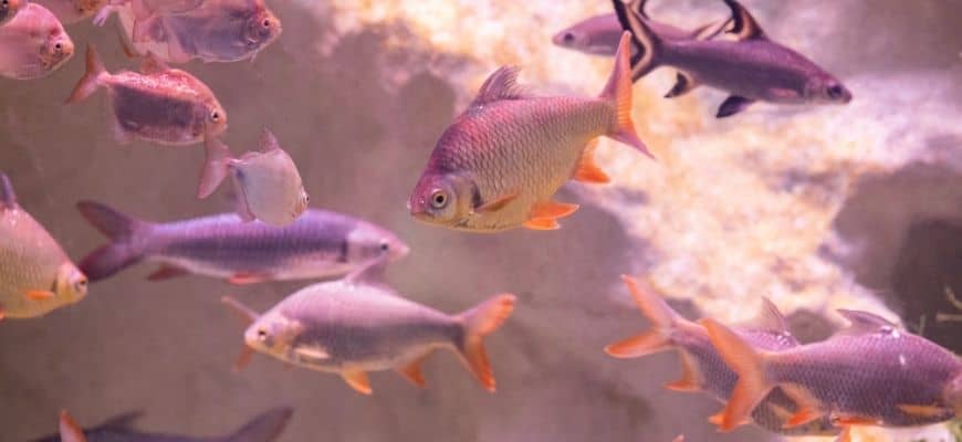 37 Best Community Fish for Your Freshwater Aquarium
