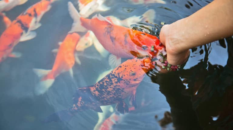 a close up shot of a human hand feeding the koi fish