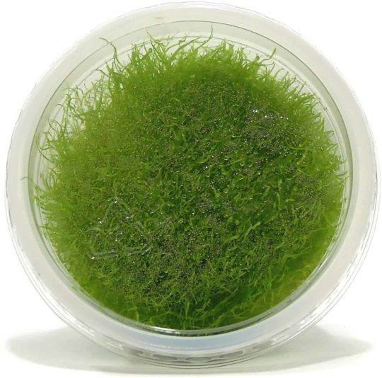 Grass-Leaved Bladderwort in a container