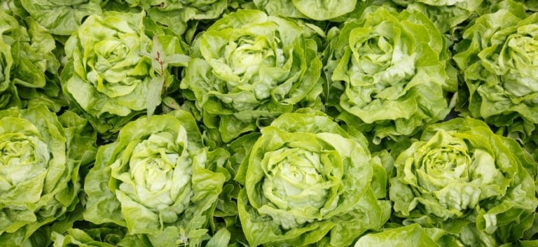 Closeup of lettuce heads collection