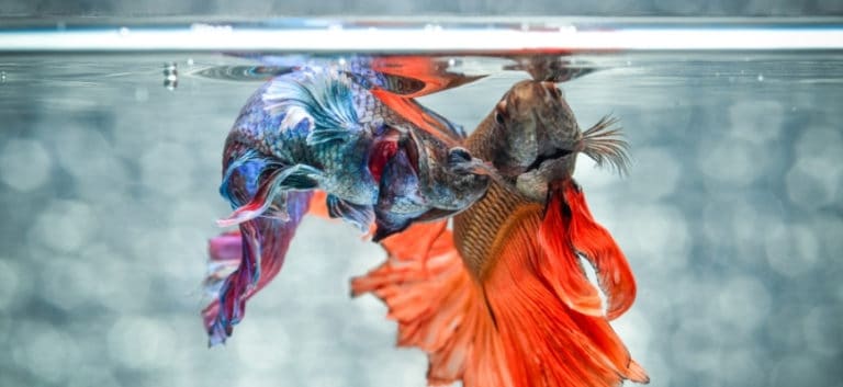 two betta fish fighting inside the tank.
