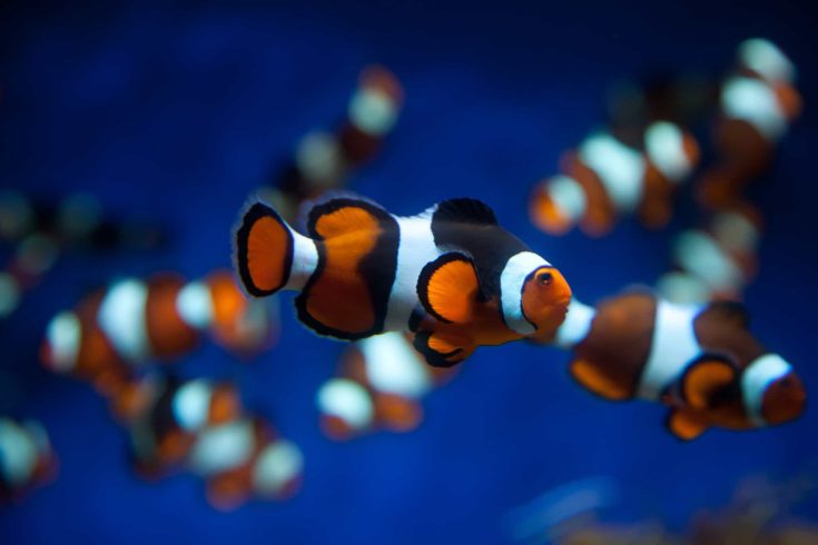 Percula Clown fish in a deep blue water