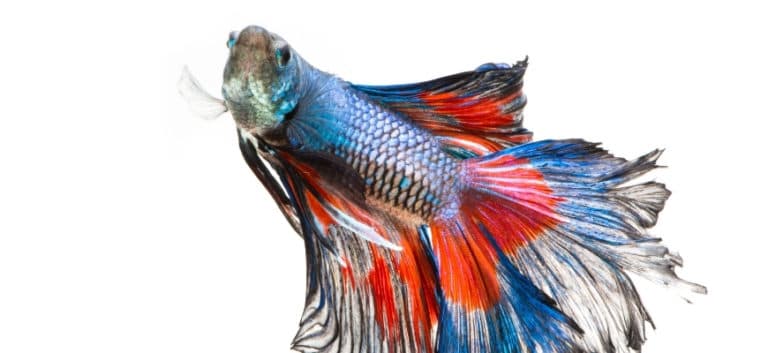 Aged betta fish in white background.