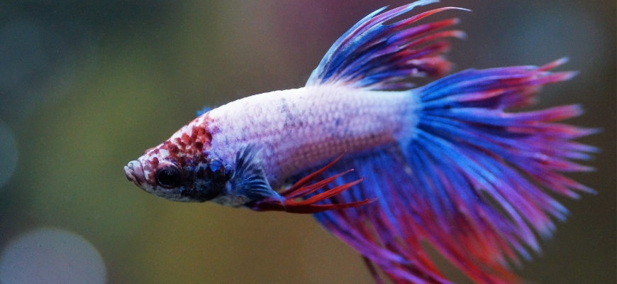 focus shot of a betta in red and blue color