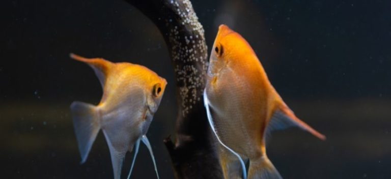 A pair of angel fish