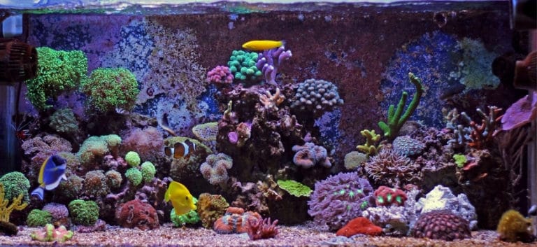 Coral reef aquarium tank