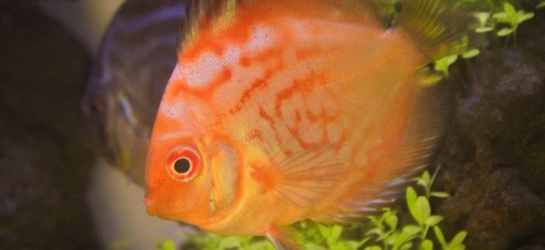 Orange Discuss Fish