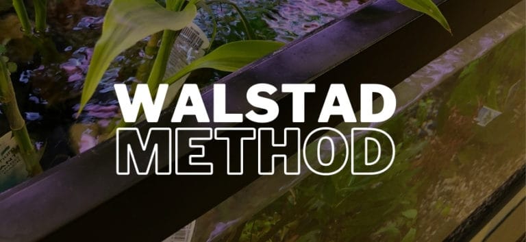 Featured Image - Walstad Method