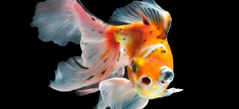 Featured Image - blackspots on goldfish