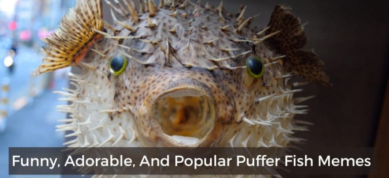 Puffer Fish Meme Featured Image