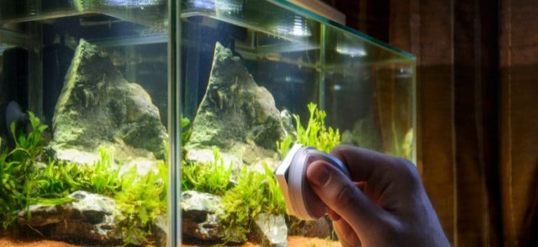 Home aqurium cleaning using magnetic fish tank cleaner