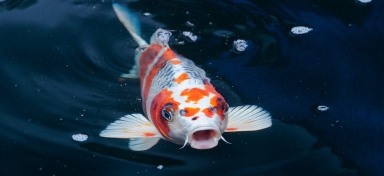 Koi Fish-featured image