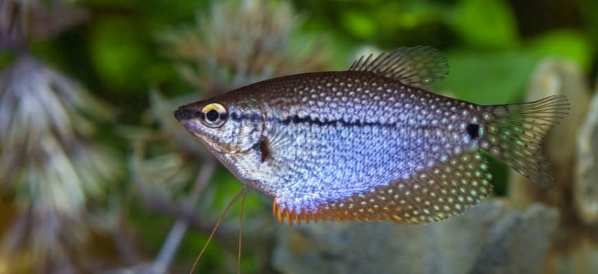 focus shot of a pearl gourami in blurry background