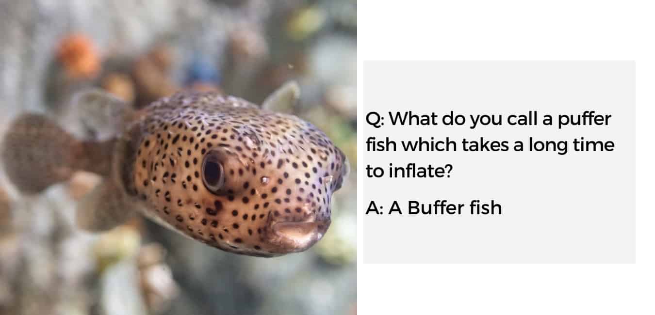 Puffer Fish Meme 7