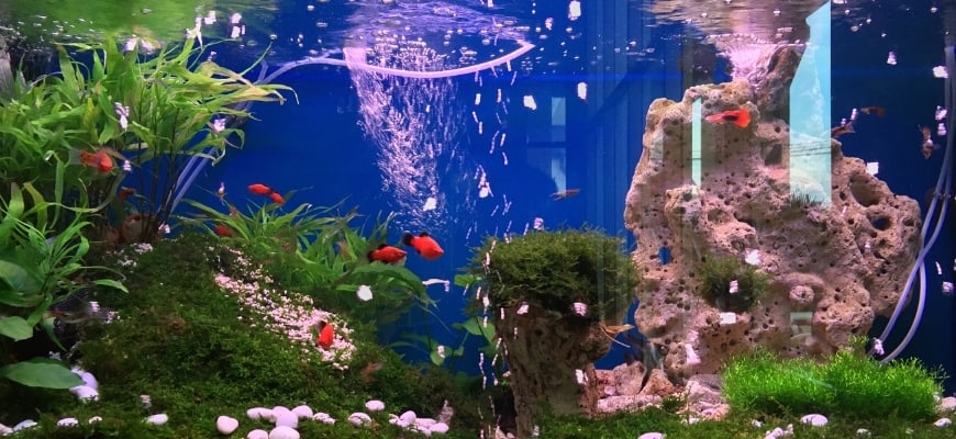 small fish tank with red orange fishes