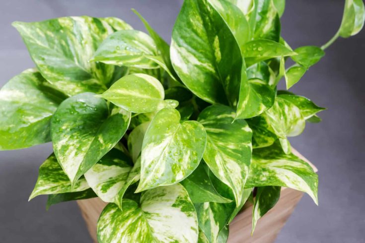 Home and garden decoration of golden pothos in the bathroom