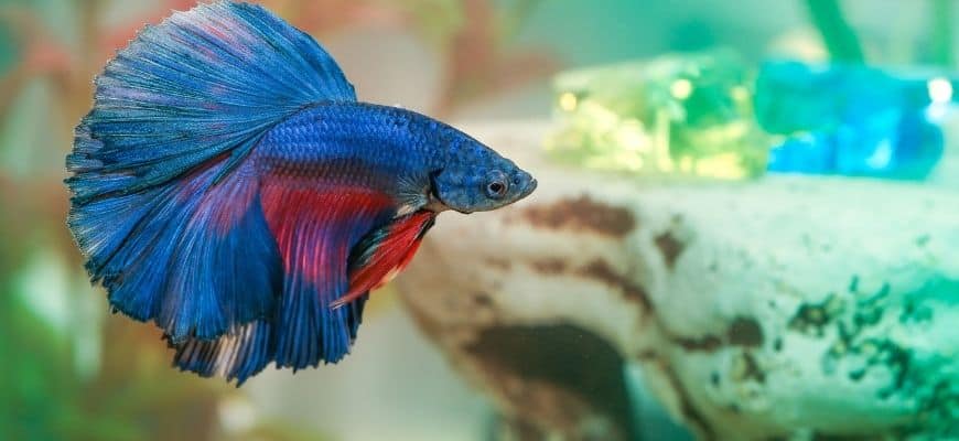 a betta fish blue and red color