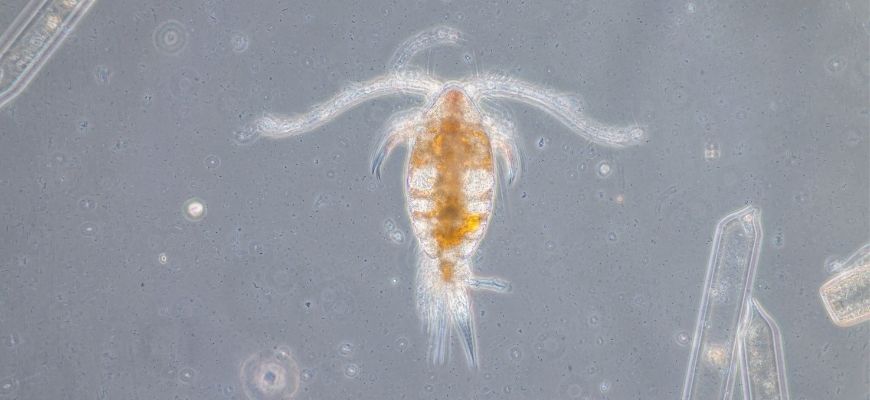 tiny white bug under microscope