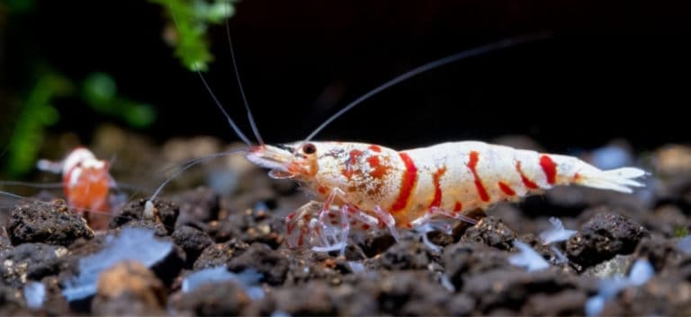 Red fancy tiger dwarf shrimp with main white color on aquatic soil