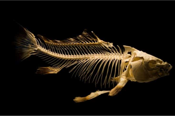 Fish Bone in a black backgroun