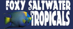 Foxy Saltwater Tropical Fish logo