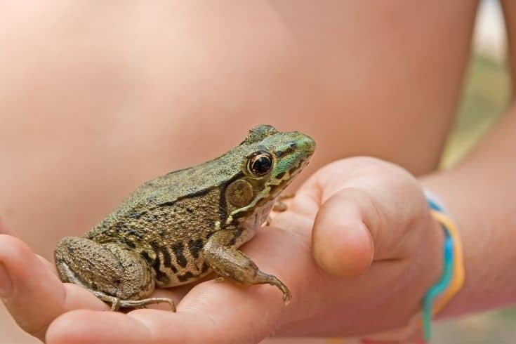 Frog on a childs hand