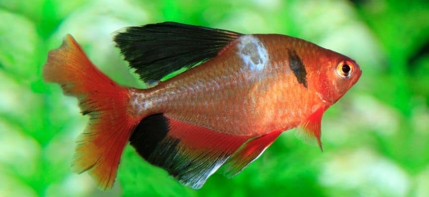 Common Fish Fungus – Treatment and Prevention