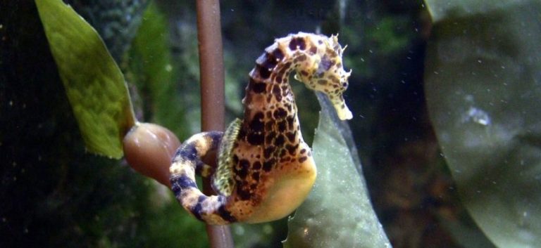 close up picture of a Seahorse