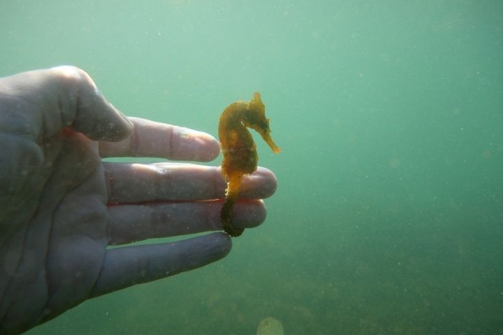 Hand touching a seahorse