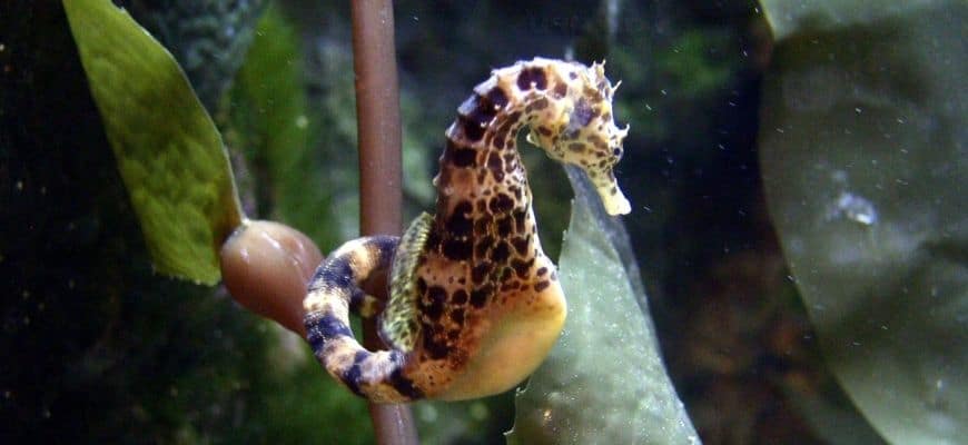 Best Place To Buy A Seahorse Online