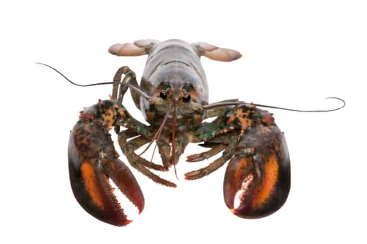 Close up picture of an american lobster